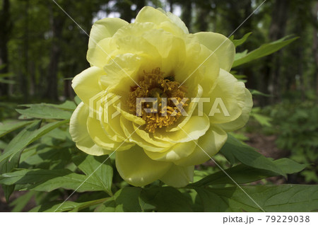 牡丹園に黄色いボタンの花が咲いています この牡丹の名前はハイヌーンです の写真素材