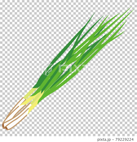 Green onion vegetables 79229224