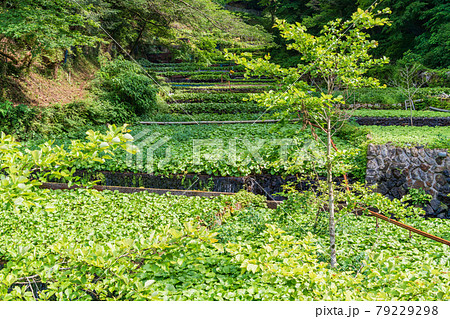 (静岡県)筏場のわさび田 (静岡県)筏場のわさび田 79229298
