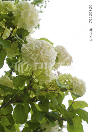 オオデマリの花が咲いています。学名Viburnum plicatum var. plicatum オオデマリの花が咲いています。学名Viburnum plicatum var. plicatum 79229326