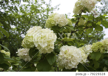 オオデマリの花が咲いています。学名Viburnum plicatum var. plicatum  79229328