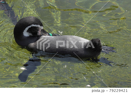 柔軟なペンギン 柔軟なペンギン 79229421
