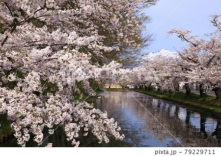 弘前公園　岩木山と桜 79229711