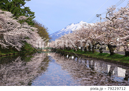 弘前公園　岩木山と桜 79229712
