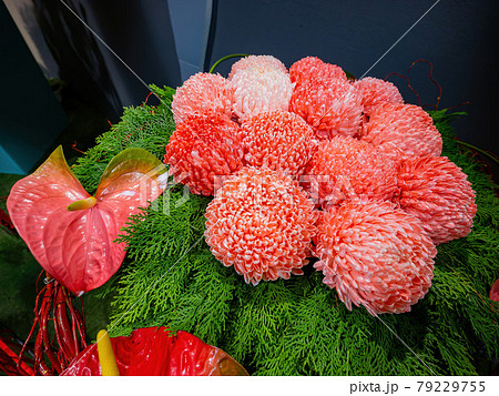 Close up shot of Flamingo Flower and Chrysanthemums 79229755