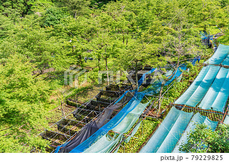 （静岡県）筏場のわさび田 79229825