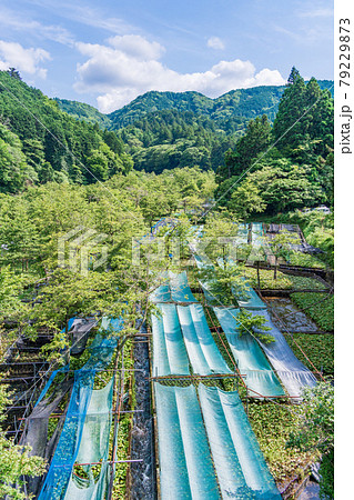 （静岡県）筏場のわさび田 79229873