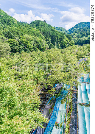 （静岡県）筏場のわさび田 79229874