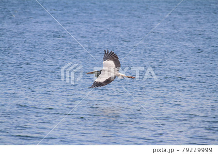水面すれすれを飛ぶアオサギ 79229999