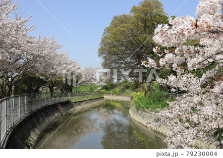 さいたま市見沼区膝子の春の風景 さいたま市見沼区膝子の春の風景 79230004