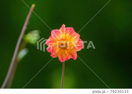 オレンジ色のグラデーションがきれいな満開のダリアの花 79230133
