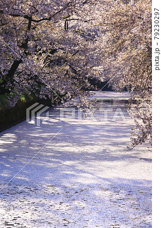 弘前公園 花筏の写真素材