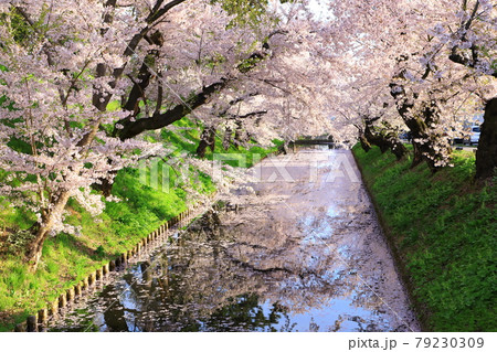 弘前公園 花筏 弘前公園 花筏 79230309