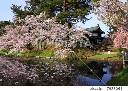弘前公園　追手門と桜 79230614