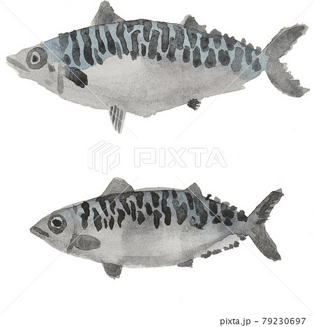 鯖の水彩画手書きイラストのイラスト素材