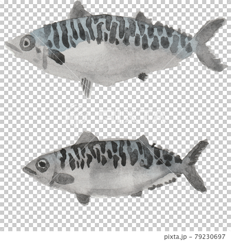 鯖魚水彩手寫插圖 79230697