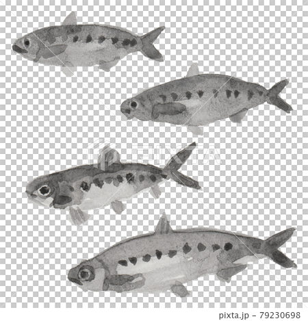 Watercolor handwritten illustration of sardines Watercolor handwritten illustration of sardines 79230698