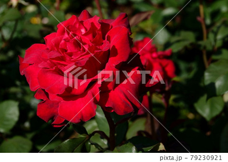 薔薇アメリカン・プライド AMERICAN PRIDE, ROSE 薔薇アメリカン・プライド AMERICAN PRIDE, ROSE 79230921