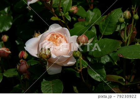 薔薇アンブリッジ・ローズ AMBRIDGE ROSE, ROSE 薔薇アンブリッジ・ローズ AMBRIDGE ROSE, ROSE 79230922