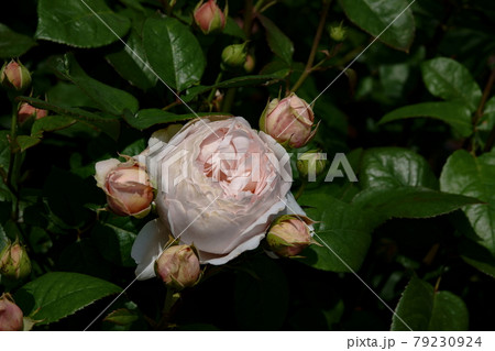 薔薇アンブリッジ・ローズ　AMBRIDGE ROSE, ROSE 79230924