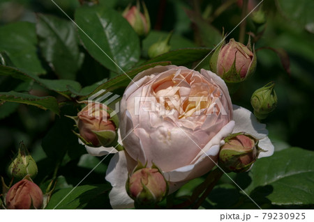 薔薇アンブリッジ・ローズ　AMBRIDGE ROSE, ROSE 79230925