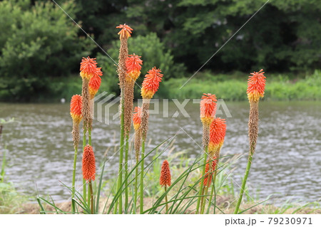 初夏の公園に咲くトリトマの赤い花 初夏の公園に咲くトリトマの赤い花 79230971