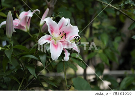 百合の花 79231010