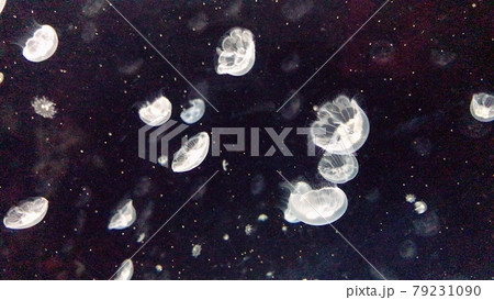 星海月 星海月 79231090