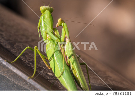 Mating of a pair of praying mantises. Close up of pair of European mantis or Praying mantis copulating in nature. Mating of a pair of praying mantises. Close up of pair of European mantis or Praying mantis copulating in nature. 79231181