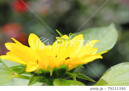 ヒマワリの花とカマキリ 79231390