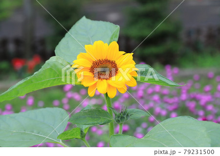 花畑の大輪のヒマワリ 花畑の大輪のヒマワリ 79231500