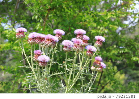 大きなアーティチョークの花 の写真素材