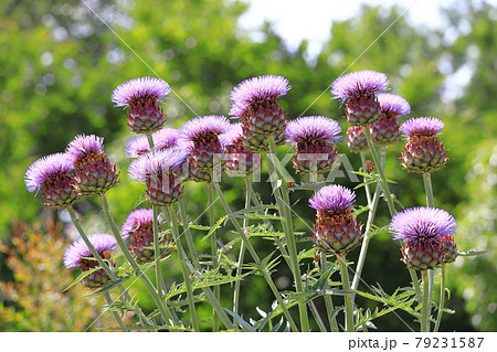 大きなアーティチョークの花 大きなアーティチョークの花 79231587