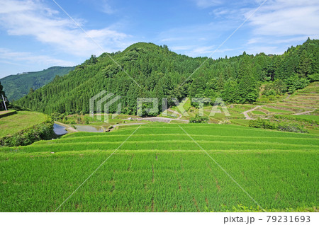 福岡県うきは市の日本棚田百選つづら棚田の風景 福岡県うきは市の日本棚田百選つづら棚田の風景 79231693