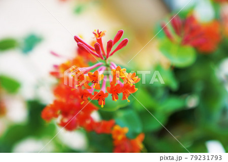 爽やかな香りの花”ハニーサックル”　 79231793