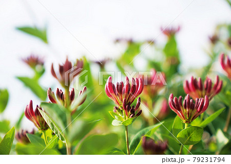 蕾のグラデーション”ハニーサックル”　 79231794