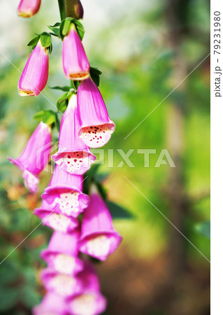 ジキタリス(狐の手袋) ジキタリス(狐の手袋) 79231980