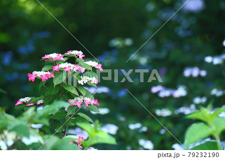 雨に濡れて咲く 雨に濡れて咲く 79232190