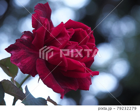 ゴージャスな深紅の薔薇の写真素材 [79232279] - PIXTA