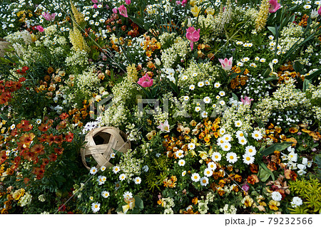 花壇を覆いつくすように咲くノースポールやリナリアなどの花々の写真素材