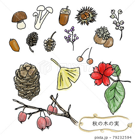 秋の木の実セットのイラスト素材
