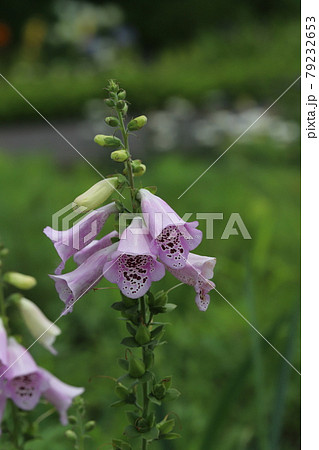 初夏の公園に咲くジギタリスの花 初夏の公園に咲くジギタリスの花 79232653