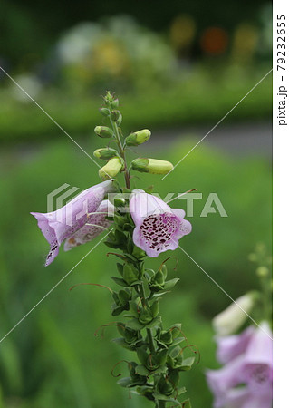 初夏の公園に咲くジギタリスの花 初夏の公園に咲くジギタリスの花 79232655