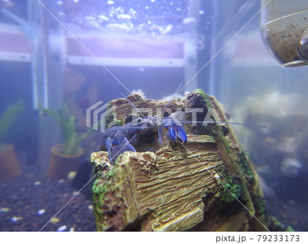 ザリガニ 漁港 水族館 79233173
