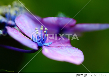 雨に濡れて咲く 雨に濡れて咲く 79233399