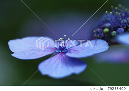 雨に濡れて咲く 79233400