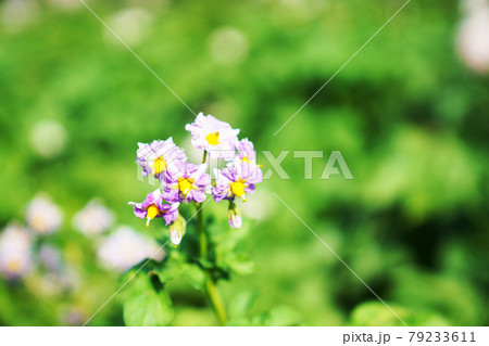 淡紫色のじゃが芋の花 淡紫色のじゃが芋の花 79233611