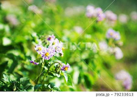 淡紫色のじゃが芋の花 淡紫色のじゃが芋の花 79233613