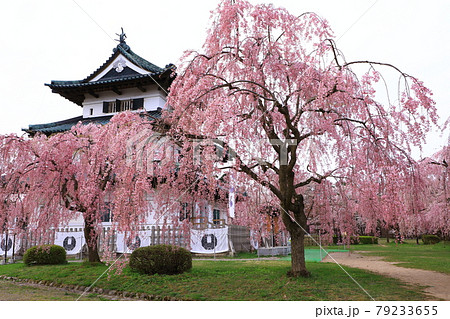 弘前城と桜 弘前城と桜 79233655