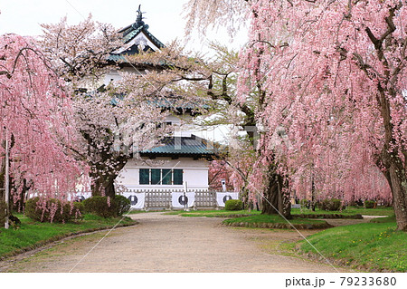 弘前城と桜 弘前城と桜 79233680